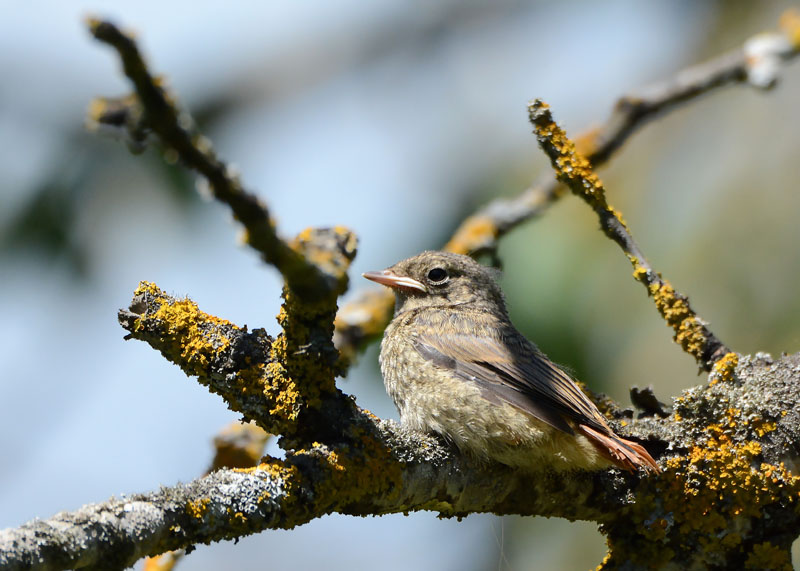 Una famiglia prolifica